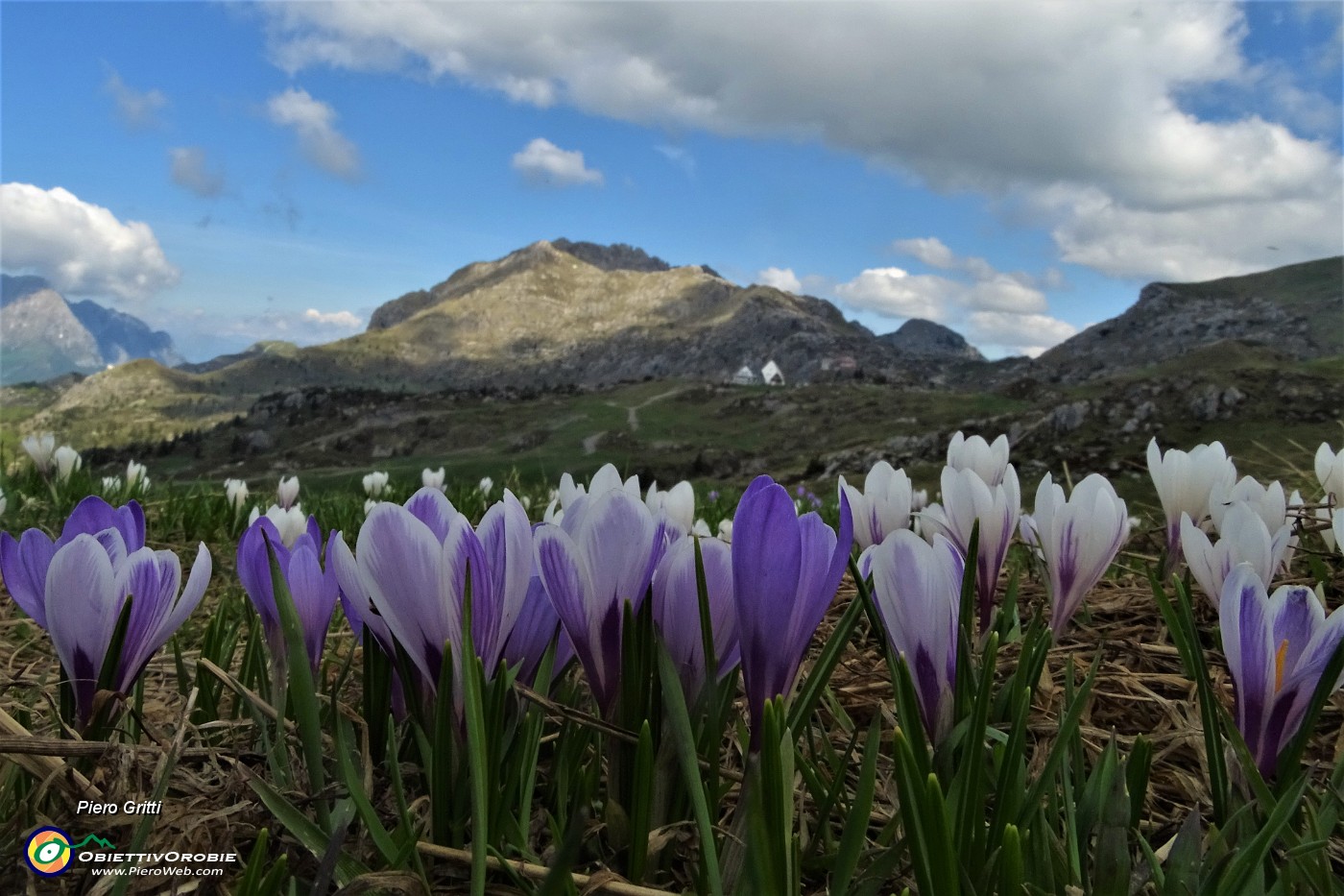 44 Crocus violetti con vista in Cima di Piazzo.JPG